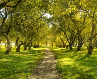 The Sound of Trees Clapping: Nature as Therapy in Recovery